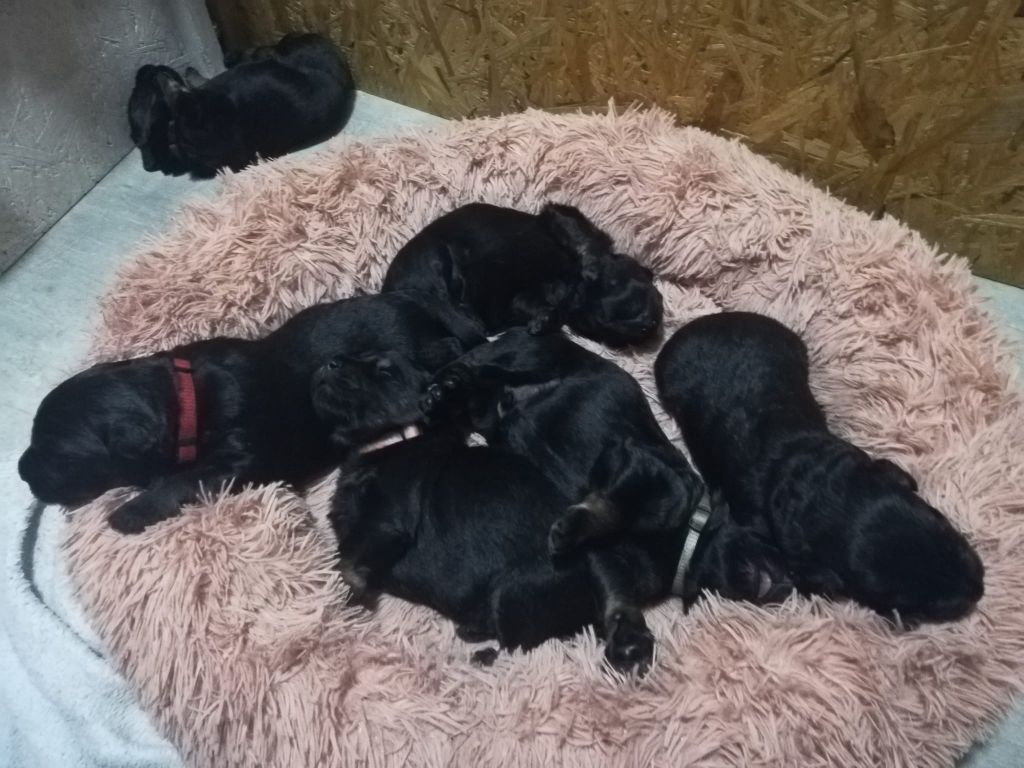 Des Gos De Caux - Berger catalan - Portée née le 26/05/2022